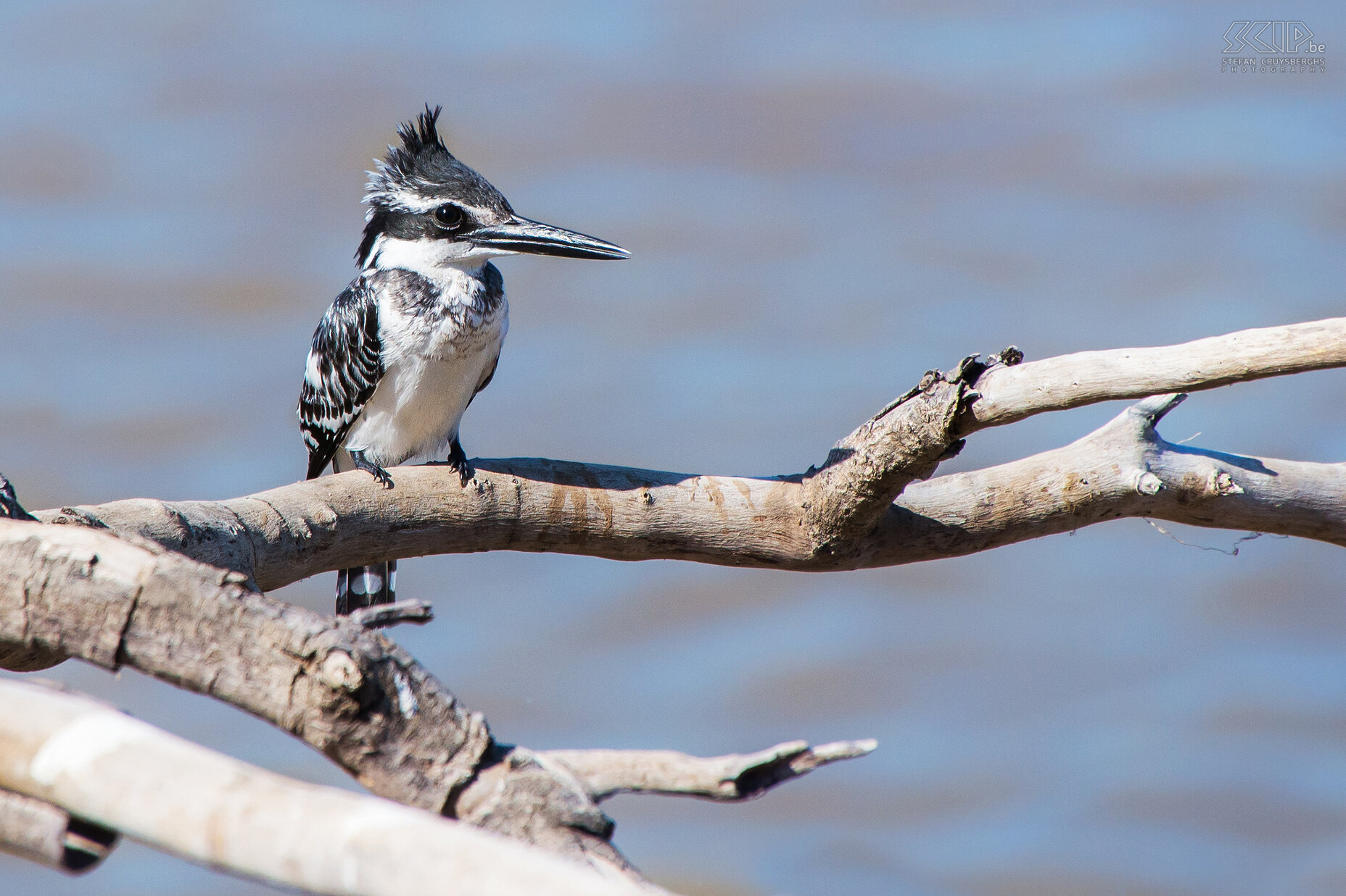 South Luangwa - Bonte ijsvogel De bonte ijsvogel (Pied kingfisher, Ceryle rudis) heeft zwart en wit verenkleed. Stefan Cruysberghs